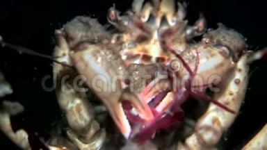 <strong>蟹黄</strong>在俄罗斯白海海底用爪子抓着战利品。